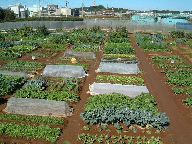 市民農園貸し農園捜したい 長野県：箕輪町ではじめる市民農園・貸し畑探し
