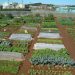 [:ja]【京都】市民農園・レンタル農園（貸農園）まとめ[:en]Allotment garden and rental garden in KYOTO[:]