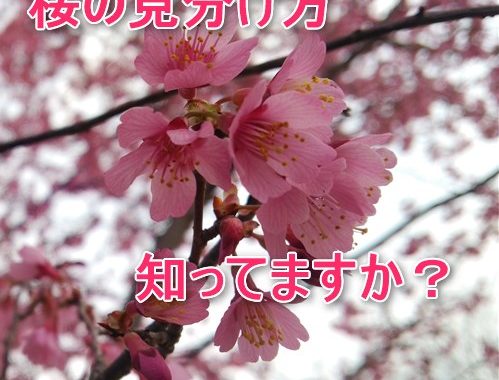 2025年は桜の種類、見分け方を知ってもっと楽しいお花見にしよう！