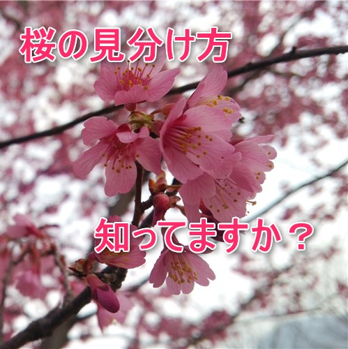 2024年は桜の種類、見分け方を知ってもっと楽しいお花見にしよう！ -