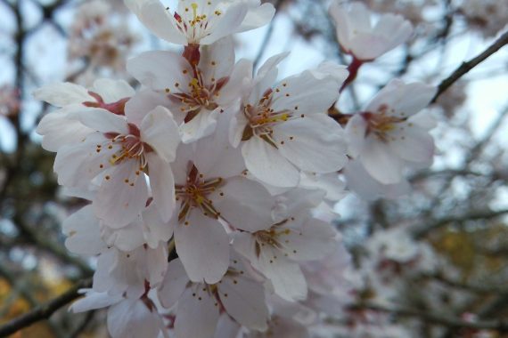 2019年京都の桜の見ごろはいつ？