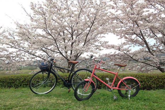 【自転車】桜満開！桂川サイクリングロードのおすすめコース