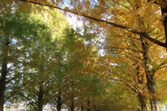 【滋賀・紅葉】メタセコイア並木