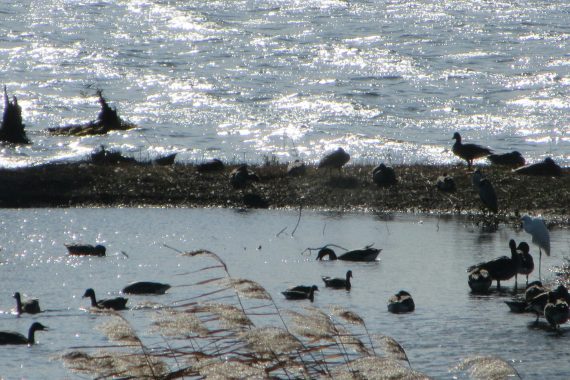 湖北水鳥公園