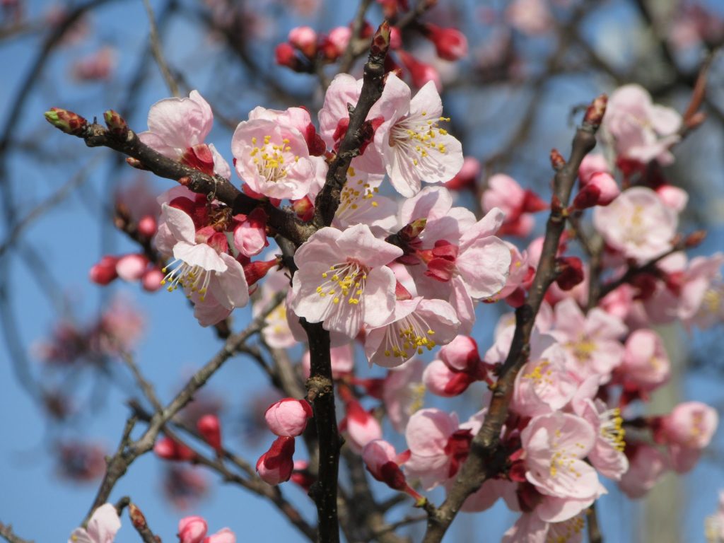 21年春 桜 梅 桃 杏の見分け方 お花見の話のネタにどうですか