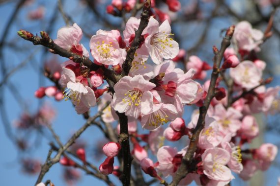 【2025年春】桜、梅、桃、杏の見分け方。お花見の話のネタにどうですか？