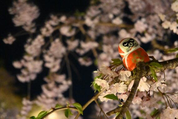 勝尾寺の夜桜ライトアップを最速レビューしてみる