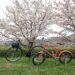【自転車】桜満開！桂川サイクリングロードのおすすめコース