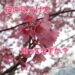 2022年は桜の種類、見分け方を知ってもっと楽しいお花見にしよう！